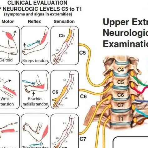 Physio Meets Science on Instagram: "Great Overview of Upper and Lower Extremity Neurologic Examination 😍  📘 Reference: https://inspectioncopy.elsevier.com/book/details/9780323609784" Nurses Notes, Neck Problems, Lower Extremity, Foot Reflexology, Nursing Notes, Reflexology, July 11, Massage Therapy, Lower Back