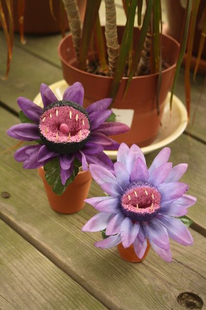 IMG 5032 Halloween Decor Diy, Halloween Forum, Plants Diy, Diy Halloween Decor, Adornos Halloween, Halloween Flowers, Halloween Garden, Halloween Tattoo, Carnivorous Plants