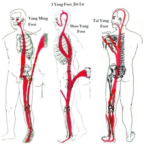 The Sinew (Tendino-Muscular) Meridians – Jade Institute Classes Body Muscle Anatomy, Traditional Chinese Medicine Acupuncture, Acupuncture Points Chart, Ear Reflexology, Muscle Twitching, Hand Reflexology, Muscle Anatomy, Acupuncture Points, Bones And Muscles