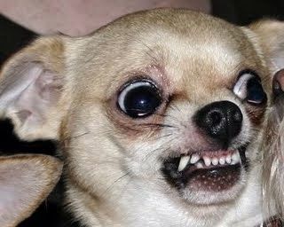 Funny Face Pictures, Funny Faces Pictures, Angry Dog, Scary Dogs, Cute Animal Memes, Face Pictures, Chihuahua Love, Silly Dogs, Funny Face