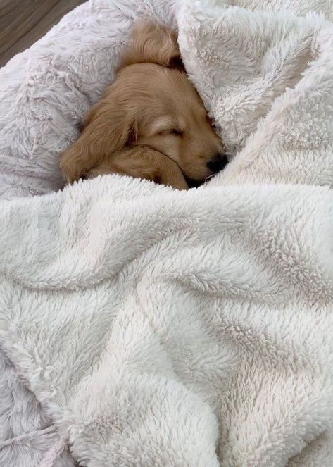 Golden Dachshund, Puppy Fluffy, Daschund Puppies, Miniature Dachshunds, Long Haired Dachshund, Very Cute Dogs, Mini Dachshund, Cute Animals Images, Night Night