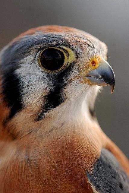 Sparrow Hawk, Raptors Bird, American Kestrel, Bird Of Prey, Bird Photos, Kestrel, Airbrush Art, Animals And Birds, Pretty Birds