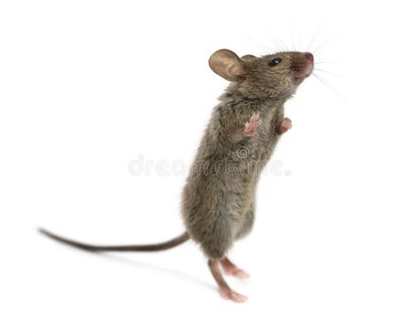 Wood mouse looking up. In front of a white background #Sponsored , #PAID, #AD, #mouse, #white, #front, #Wood Pet Rodents, Animal Inspiration, Animal Reference, Cute Mouse, Baby Art, Painting Art Projects, Picture On Wood, Christmas Door, Photo Reference