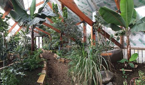 Growing Bananas Off-Grid: Tour of A Tropical Greenhouse in the Rocky Mountains Passive Solar Greenhouse, Greenhouse Design, Solar Greenhouse, Tropical Greenhouses, Commercial Greenhouse, Green House Design, Passive Solar Design, Solar Design, Wooden Greenhouses