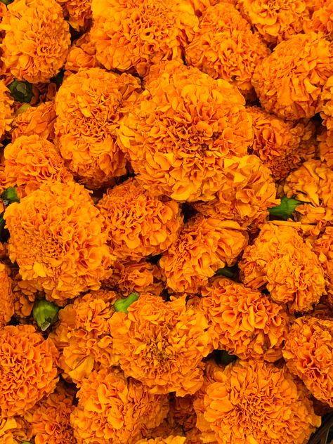 Marigold Benefits, Flowers By Season, Marigold Wedding, Christmas Roses, Wedding Toss, Different Types Of Flowers, British Flowers, Indian Flowers, Being Outside