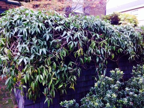 Best evergreen climbers Climbing Plants Fence, Evergreen Wall, Privacy From Neighbors, Porch Gardening, Evergreen Clematis, Wall Climbing Plants, Clematis Trellis, Clematis Armandii, Evergreen Climbers