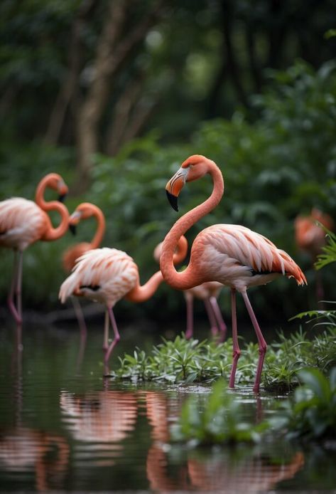 A group of vibrant pink flamingos gracefully stands in water, with one bird prominently curving its neck in a classic pose. Zoo Photography Ideas, Flamingo Photos, Flamingo Photography, Zoo Photography, Zoo Animals Photos, Sleeping Panda, Animal Photography Wildlife, Importance Of Water, Flamingo Photo