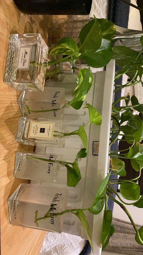 Plants In Bottles, Empty Perfume Bottles, Future Apartment Decor, Inside Plants, Growing Plants Indoors, Bedroom Plants, Plant Decor Indoor, Plant Aesthetic, Minimalist Room