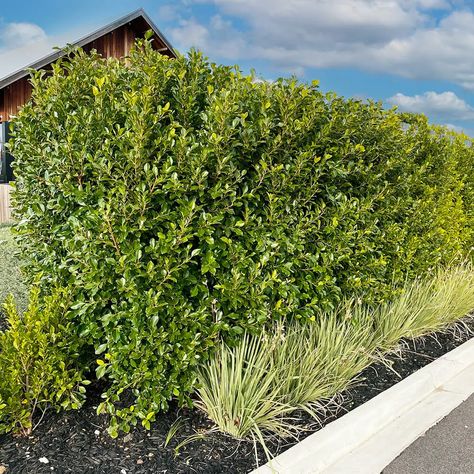 Hello hello Plants Ficus macrocarpa hillii hedge 2 Ficus Hedge, Ficus Nitida, Screening Plants, Ficus Microcarpa, Screen Plants, Manor Garden, Backyard Privacy, Plant Supplies, Small White Flowers