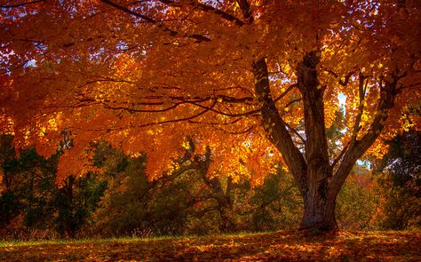 Autumn Trees | Flickr - Photo Sharing! Laptop Wallpaper Fall, Desktop Wallpaper Fall, October Holidays, Month October, Wallpaper Fall, Fall Trees, Frutiger Aero, Autumn In New York, Fall Tree