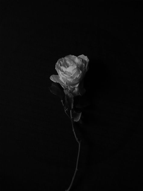 Romantic Black Aesthetic, White Roses Aesthetic Dark, Academia Instagram Feed, Black And White Romance Aesthetic, Booktok Boyfriend, Dark Academia Instagram Feed, Dark Romanticism Aesthetic, Dark Academia Black And White, White Dark Aesthetic