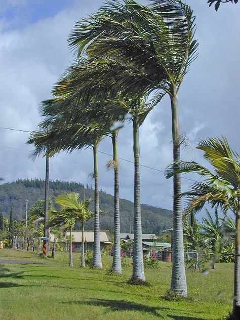 Alexander Palm (Archontophoenix alexandrae) Ebb And Flow Hydroponics, Alexander Palm, Vertical Hydroponics, Alexander Palms, California Landscaping, Beach House Garden, Australian Plants, Hydroponic Gardening, Tropical Rainforest