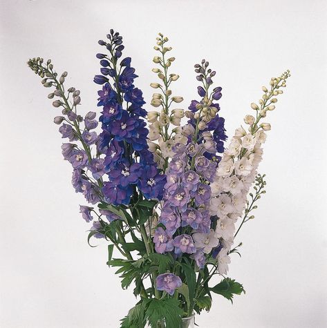 Lavender Delphinium, Delphinium Flower, Delphinium Flowers, Containers For Sale, Seed Company, Fall Plants, Perennial Garden, Delphinium, Seed Starting