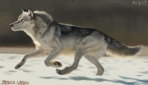 Wolf Study, Finish The Picture, Coloring Practice, Aaron Blaise, Wolf’s Rain, Wolf Poses, North American Wildlife, Not Done Yet, Dog Poses