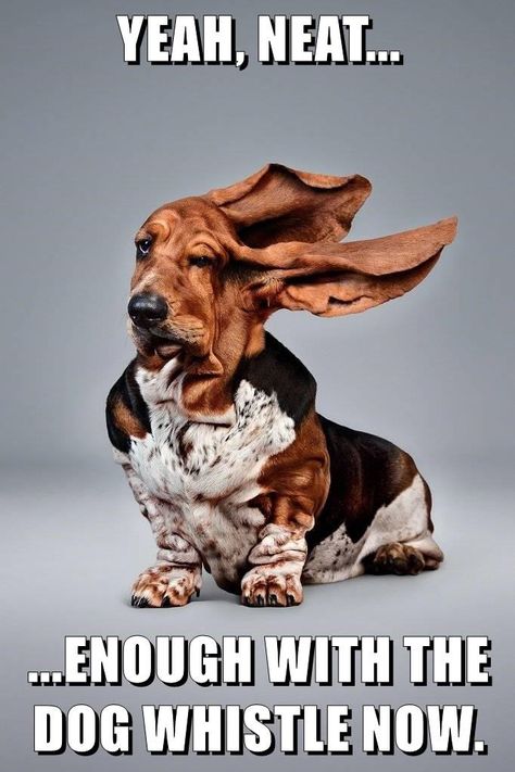 Keep It Up And I'm Getting A HUMAN Whistle Basset Dog, Vogel Silhouette, Basset Hound Dog, Bassett Hound, Hound Dog, E Card, Basset Hound, Sweet Animals, Funny Animal Pictures