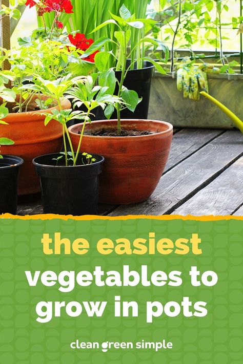 With planning, good plant selection, and a little dedication, anyone can successfully grow vegetables in pots, even with limited space. Check out this list of the easiest vegetables to grow in pots or containers on your patio. What Vegetables Can You Grow In Pots, Planting Vegetables In Pots, Veggies To Grow In Pots, Vegetable Garden In Pots, Grow Vegetables In Pots, Vegetables To Grow In Pots, Vegetables In Pots, Easiest Vegetables To Grow, Vegan Basics