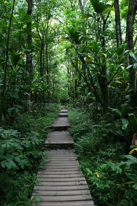 Wooden Pathway Ideas, Forest Walkway, Hawaii Forest, Wood Pathway, Path In The Woods, Wooden Pathway, Wood Walkway, Wood Path, Wooden Path