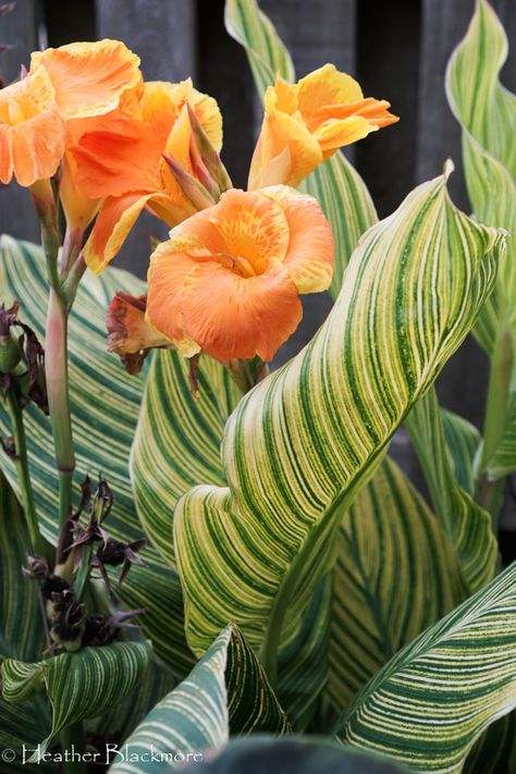 Tropical Plants for a Cold Climate Garden - Here She Grows Tropical Looking Plants Zone 6, Cold Hardy Tropical Plants, Tropical Flower Bed, Canna Lillies, Aloa Vera, Cold Climate Gardening, Small Tropical Gardens, Florida Flowers, Florida Garden