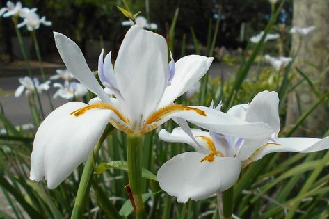 African Iris White, #African, #White, #Iris Iris Plant, African Iris, South African Flowers, Iris White, Iris Rhizomes, White Iris, African Flowers, Gathering Place, Flower Spike