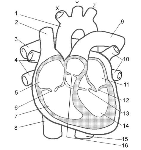 Label the Heart Human Heart Diagram, Heart Structure, Heart Diagram, Anatomy Coloring Book, Heart Anatomy, Heart Coloring Pages, Heart Printable, Human Body Systems, Human Anatomy And Physiology