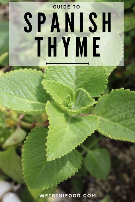 Mexican Mint Plant, Cuban Oregano Plant Benefits, Cuban Oregano Recipes, Oregano Benefits, Thyme Benefits, Healthy Marinades, Cuban Oregano, Oregano Recipes, Green Seasoning