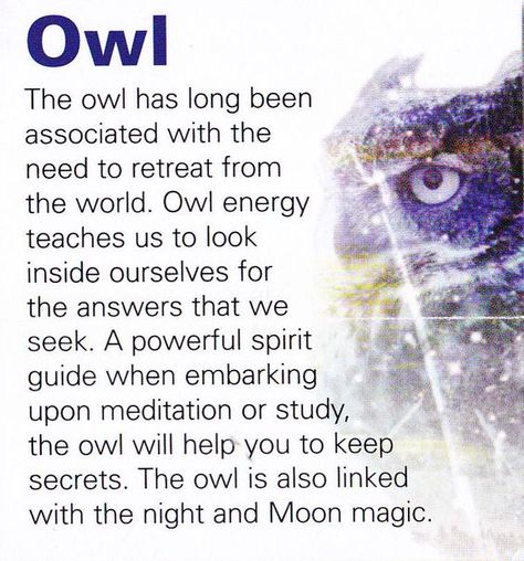 Owl Animal Meanings, Tattoo Animal, Animal Spirit Guide, Animal Spirit Guides, Spirit Art, Animal Guides, Doreen Virtue, Power Animal, Spiritual Guides