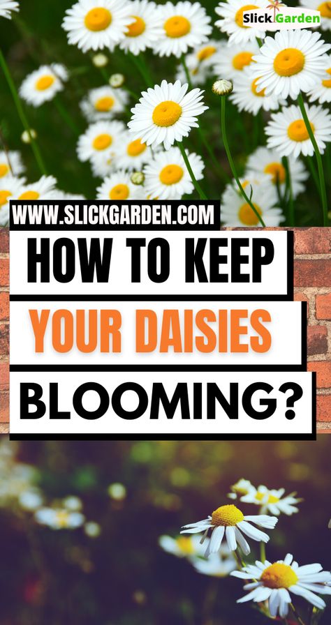 How To Deadhead Flowers, Daisy Care, Box Gardens, Types Of Daisies, Wisteria Tunnel, Deadheading Flowers, Cottage Gardening, Flower Farming, Shasta Daisies