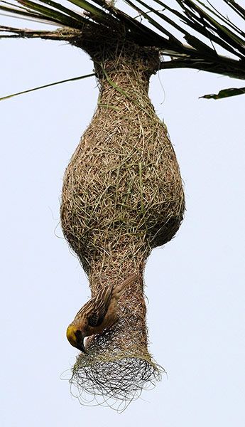 A Baya weaver (Ploceus philippinus) builds a nest in a betelnut tree on the outskirts of Guwahati city, north-east India. Nest Pictures, Bird Nest Building, Guwahati City, Baya Weaver, Bird Nest Materials, Birds Nest Plant, Bird Building Nest, Weaver Bird, Bird Nesting Material