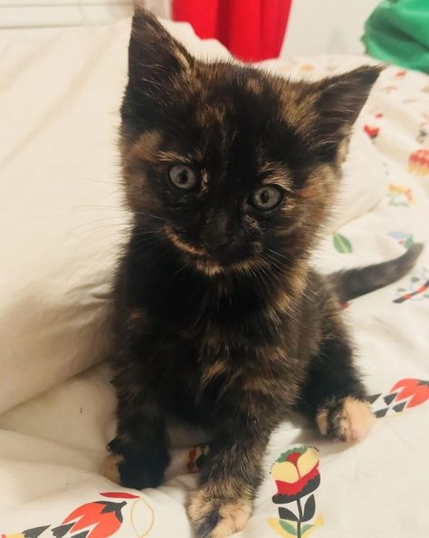 Tortoise Cat Kittens, Tortoiseshell Cats, Tortie Cats, Tortoise Cat, Tortoise Shell Cat, Puppies And Kitties, Baby Kittens, Cat Room, Cute Cats And Kittens