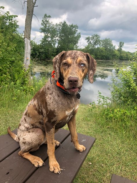 Catahoula Leopard Dog Tattoo, Catahoula Leopard Dog Drawing, Catahoula Dog, Catahoula Leopard Dog Puppy, American Leopard Hound, Dog Body Language, Working Dogs Breeds, Louisiana Catahoula Leopard Dog, Catahoula Leopard Dog Mix