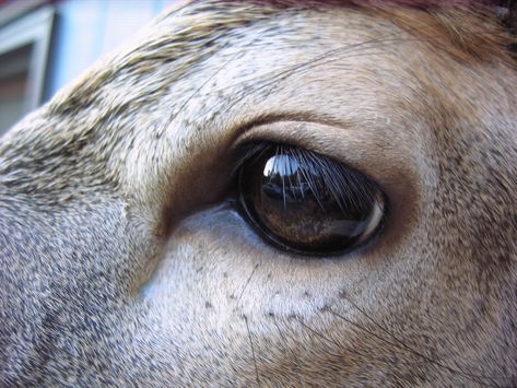 A little overboard with detail. You will notice in the lower corner of the eye, the caruncula is visable. Whitetail Deer Photography, Bow Hunting Tattoos, Taxidermy Studio, Deer Eyes, Whitetail Deer Pictures, Taxidermy Decor, Deer Ears, Deer Photography, Animal Taxidermy