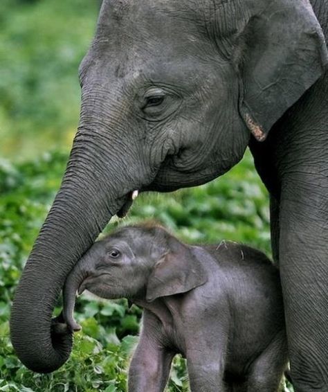 A Baby Elephant and His Mom http://cheezburger.com/7348960768 Baby Elephant, Lush, Elephant