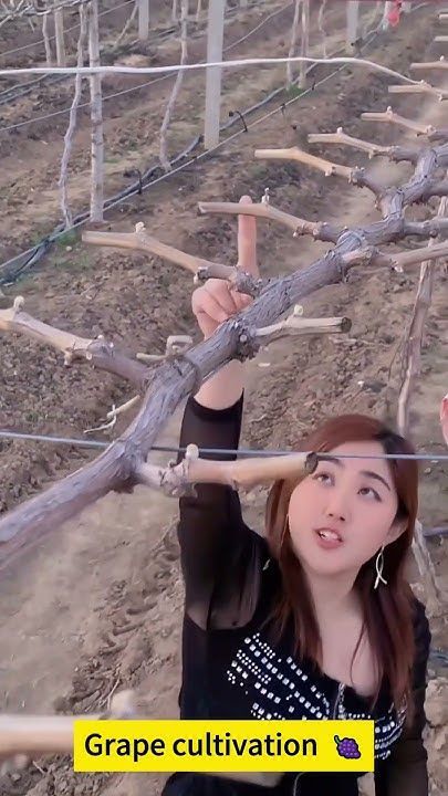 Grapes Trellis Ideas, Farming Activities, Grapes Design, Grape Plant, Sowing Seeds, Vegetable Farming, Farm Activities, Growing Grapes, Quick Jokes