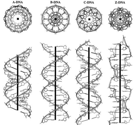 Science Tattoo, Science Tattoos, Dna Art, Dna Tattoo, Sacred Science, Sacred Geometry Art, Spirit Science, Double Helix, Geometry Art