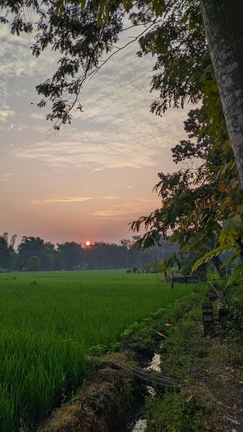 Kerala Village Photography, Province Life, Golden Tree, Village Photography, Snap Streak, Country Boy, Sun Rise, Sun Set, Cool Pictures Of Nature