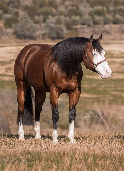 Aqha Stallion, Quarter Horse Stallion, Horse Reining, American Paint Horse, Reining Horses, Morgan Horse, American Paint, Horse Boarding, Horse Crafts