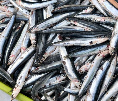 Anchovies are saltwater forage fish, native to the Mediterranean and the Black Sea. There are a variety of ways these small fish can be used in recipes. Sardine Toast, Anchovy Recipes, Sardine Recipes, European Cuisine, Food Gallery, Healthy Eyes, All Fish, Fish And Meat, Healthy Benefits