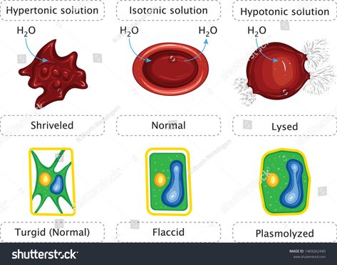 Tonicity And Animal Red Blood Cells And Plant Cells Hypertonic Hypotonic Isotonic Sriveled Normal Lysed Turgid flaccid plasmolyzed Detailed Color full Education Vector Illustration #Ad , #ad, #Hypertonic#Plant#Hypotonic#Sriveled Hypertonic Solution, Parathyroid Gland, Education Vector, Draw Show, Plant Cells, Animal Cell, Plant Cell, Red Blood, Red Blood Cells