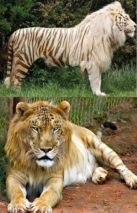 tigon male tiger lion I looked it up they are real Male Tiger, Hybrid Animals, Hybrid Cat, White Tigers, Big Animals, Unusual Animals, Rare Animals, Pretty Animals, Majestic Animals