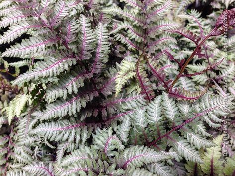 Foliage Plant Combo of Varied Texture and Color for Shade Painted Fern, Perennials For Shade, Types Of Ferns, Japanese Painted Fern, Shade Loving Plants, Plants For Shade, Shade Loving Perennials, Shade Garden Plants, Garden Shade