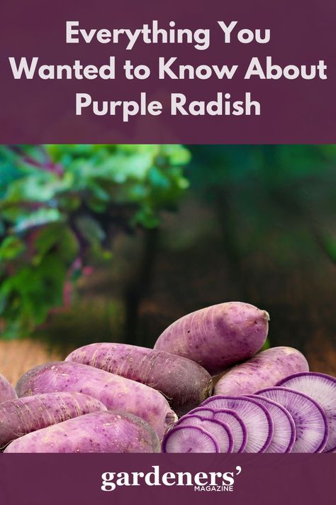 Purple radishes on a table Radish Growing, Purple Radish, Radish Greens, Best Garden Tools, Apricot Blossom, Hydroponic Gardening, Harvest Time, Fruit Garden, Stir Fries