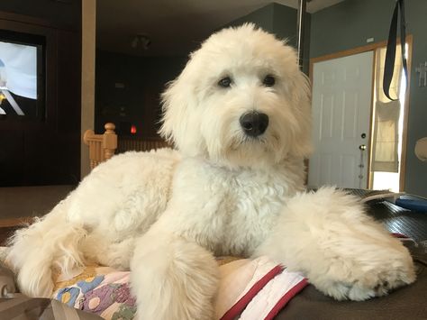 Goldendoodle. First haircut! Straight Hair Goldendoodle, Hair Doodle, Doodle Cuts, White Labradoodle, Labradoodle Grooming, Goldendoodle Haircuts, Goldendoodle Grooming, Labradoodle Goldendoodle, Golden Doodles