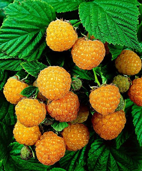 Rubus Idaeus, Potted Fruit Trees, Yellow Raspberries, Alpine Strawberries, Growing Raspberries, Hydrangea Quercifolia, Raspberry Fruit, Raspberry Seeds, Fruit Seeds