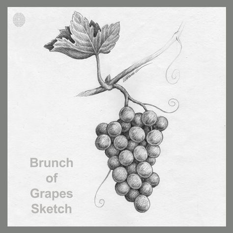 Grapes drawing easy by pencil. Image by- K art and craft. Pencil Fruit Drawing, Grapes Drawing, Vegetables Drawing, Grape Drawing, Make Drawing, Grapes Fruit, Fruit Drawing, Vegetable Drawing, K Art