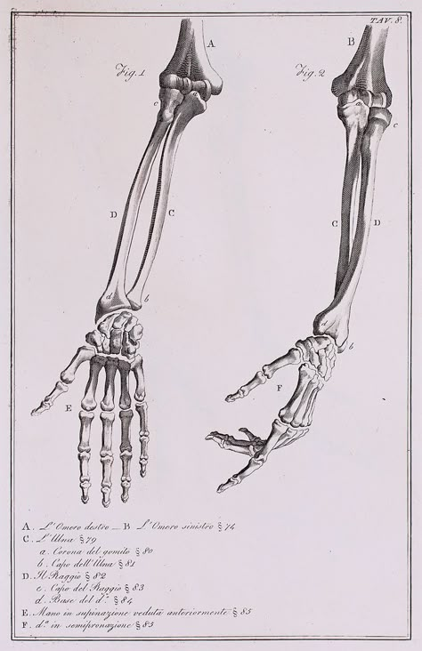 Anatomical Diagram, Arm Anatomy, Skeleton Arm, Arm Bones, Hand Anatomy, See Tattoo, Anatomy Bones, Arm Drawing, Skeleton Anatomy