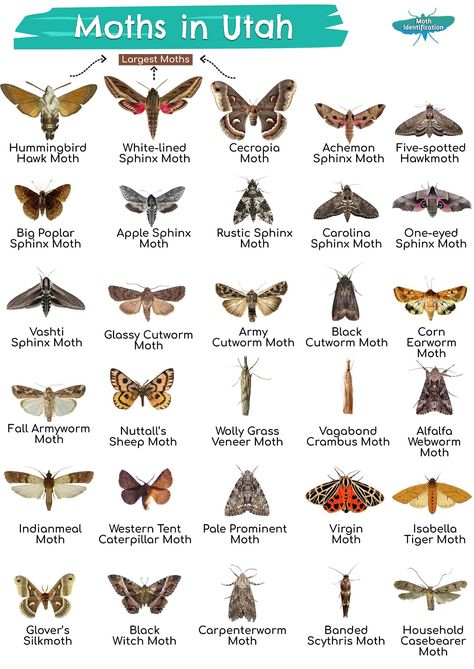 Types of Moths in Utah Different Moths, Moth Shapes, Different Types Of Moths, Moth Chart, Moth Identification Chart, What Does A Moth Represent, Moth Facts, Moth Species Chart, Black Witch Moth