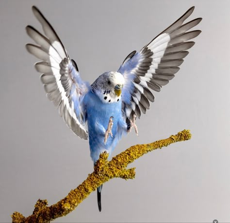 Bird Landing Drawing, Budgerigar Tattoo, Budgy Bird, Pet Bird Aesthetic, Parakeet Flying, Bird Landing, Parakeet Art, Budgies Parrot, Budgie Bird