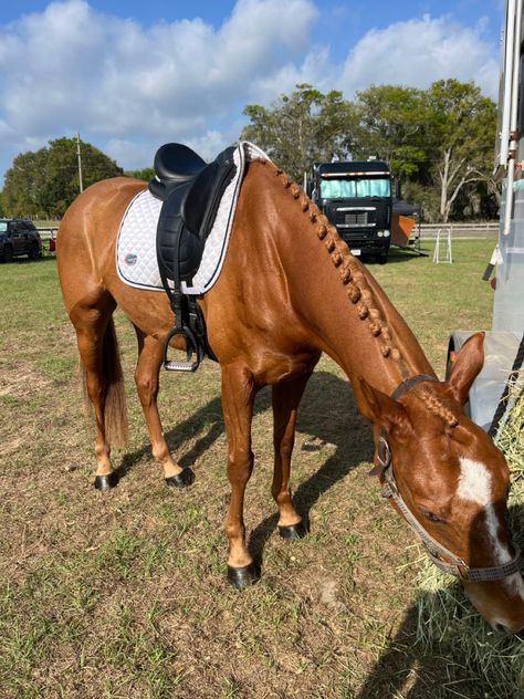 Horse Shows Aesthetic, Reining Horse Aesthetic, Shire Horse Dressage, Light Brown Horse, Chesnut Horses Dressage, Brown Dressage Saddle, Equestrian Aesthetic, Brown Horse, Dressage Horses