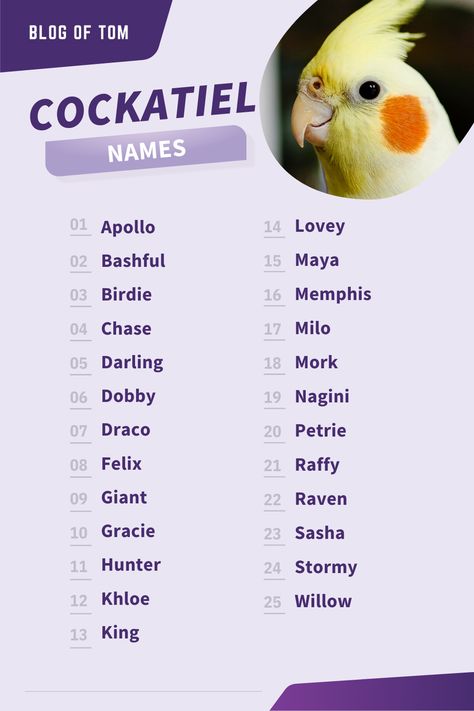 Looking for a unique name for your cockatiel? Look no further! This list of 439 names has something for everyone. Whether you're looking for a male or female name, we've got you covered. So what are you waiting for? Start naming those little fluffs of feathers today! #cockatielnames #petbirdnames #birdnames Budgie Names, Birds Name List, Names For Pets, Cute Animal Names, Cute Pet Names, Bird Names, Oc Names, Personalized Leather Dog Collar, Leather Dog Collar Custom