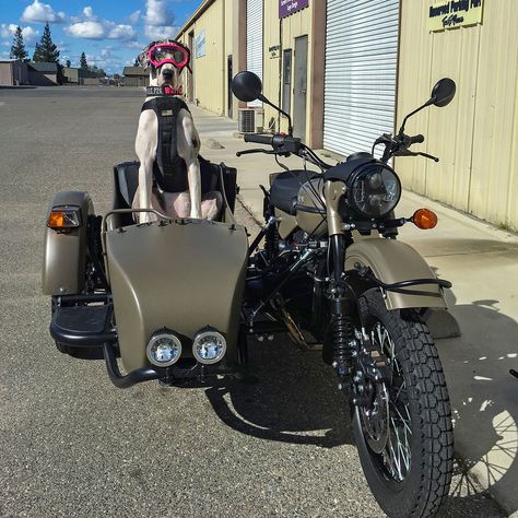 Waffles the Sidecar Dog — Ural Motorcycles Motorcycle With Sidecar Dogs, Bike Cave, Motorbike Sidecar, Motorcycle With Sidecar, Bike With Sidecar, Sit Up Straight, Three Wheel Bicycle, Biker Dog, Ural Motorcycle